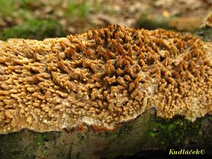 Struhák blanitý - Radulomyces molaris (Chaillet ex Fr.) M.P. Christ. 1960