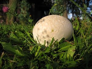 Pýchavka dlabaná - Calvatia utriformis