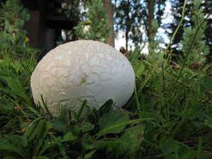 Pýchavka dlabaná - Lycoperdon utriforme Bull. 1791