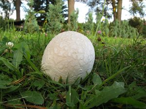 Pýchavka dlabaná - Lycoperdon utriforme Bull. 1791