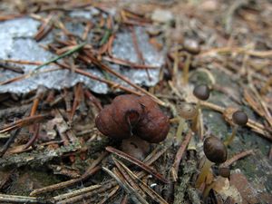 Klikni pro velký obrázek