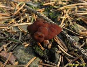 Klikni pro velký obrázek