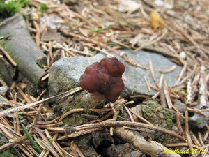 Klikni pro velký obrázek