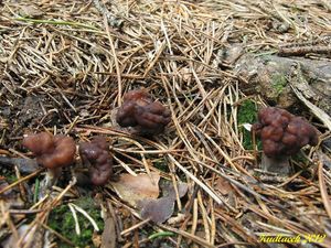 Klikni pro velký obrázek