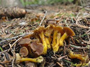 Klikni pro velký obrázek