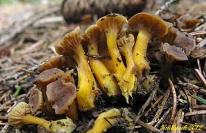 Klikni pro velký obrázek