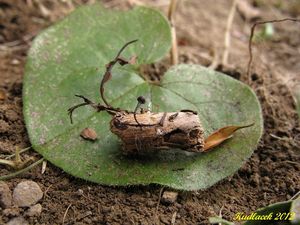 Klikni pro velký obrázek