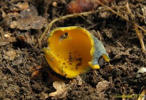 Klikni pro velký obrázek