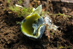 Klikni pro velký obrázek