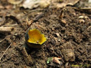 Klikni pro velký obrázek