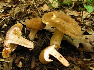 Ryzec křídlatovýtrusý - Lactarius pterosporus Romagn. 1949