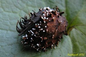 Klikni pro velký obrázek