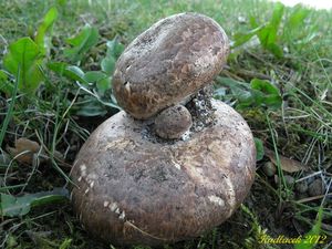 Klikni pro velký obrázek