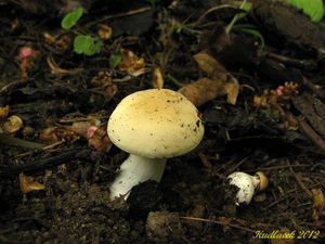 Klikni pro velký obrázek