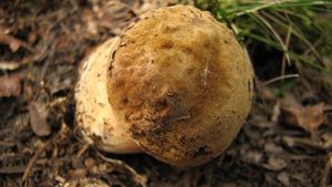 Klikni pro velký obrázek