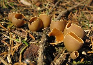 Klikni pro velký obrázek