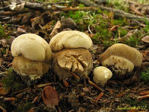 Klikni pro velký obrázek