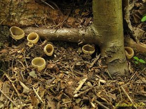 Klikni pro velký obrázek