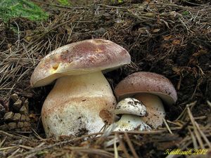 Klikni pro velký obrázek