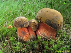 Klikni pro velký obrázek