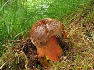 Klikni pro velký obrázek