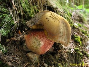 Klikni pro velký obrázek