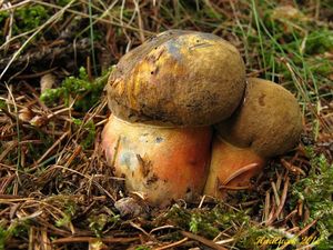 Klikni pro velký obrázek