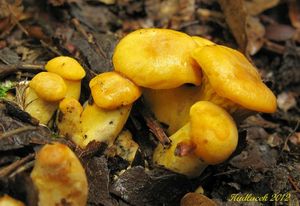 Klikni pro velký obrázek