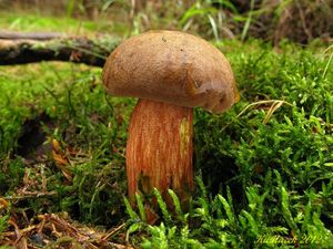 Klikni pro velký obrázek