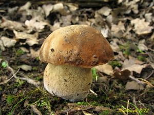 Klikni pro velký obrázek