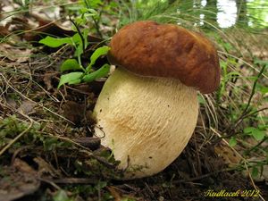 Klikni pro velký obrázek