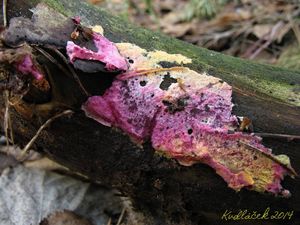 Klikni pro velký obrázek