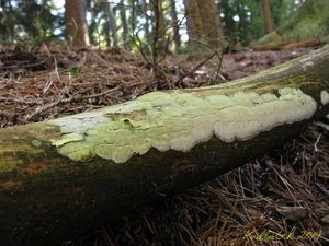 Klikni pro velký obrázek