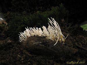 Paecilomyces farinosus - Isaria farinosa (Holmsk.) Fr. 1832