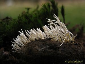 Paecilomyces farinosus - Isaria farinosa (Holmsk.) Fr. 1832