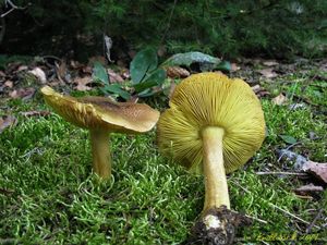 Klikni pro velký obrázek