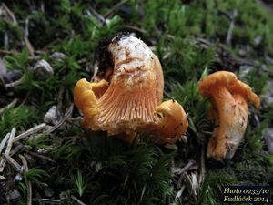 Klikni pro velký obrázek