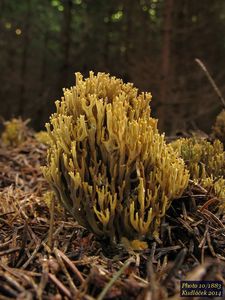 Kuřátka zelenající - Phaeoclavulina abietina (Pers.) Giachini 2011