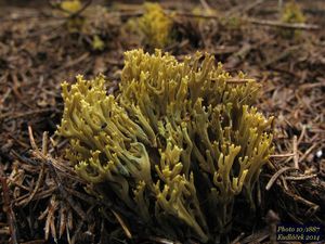 Kuřátka zelenající - Phaeoclavulina abietina (Pers.) Giachini 2011