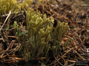 Kuřátka zelenající - Phaeoclavulina abietina (Pers.) Giachini 2011