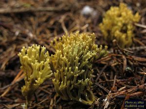 Kuřátka zelenající - Phaeoclavulina abietina (Pers.) Giachini 2011