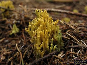 Kuřátka zelenající - Phaeoclavulina abietina (Pers.) Giachini 2011