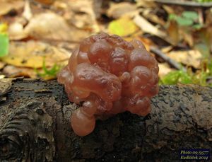 Mozkovka rosolovitá - Ascotremella faginea (Peck) Seaver