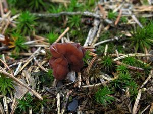 Klikni pro velký obrázek