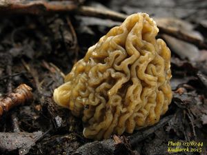 Klikni pro velký obrázek