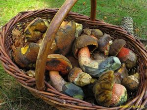 Klikni pro velký obrázek