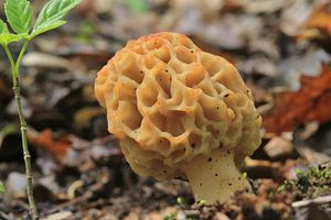 Klikni pro velký obrázek