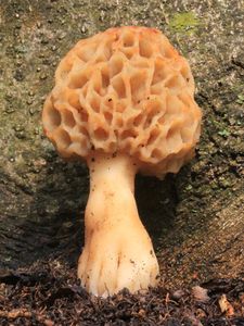 Klikni pro velký obrázek