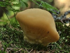 Klikni pro velký obrázek