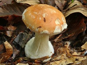 Klikni pro velký obrázek